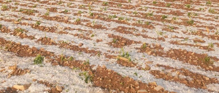 Granizada en Tarija afectó cultivos de arveja, ajo, haba y cebolla Granizada en Tarija afectó cultivos de arveja, ajo, haba y cebolla