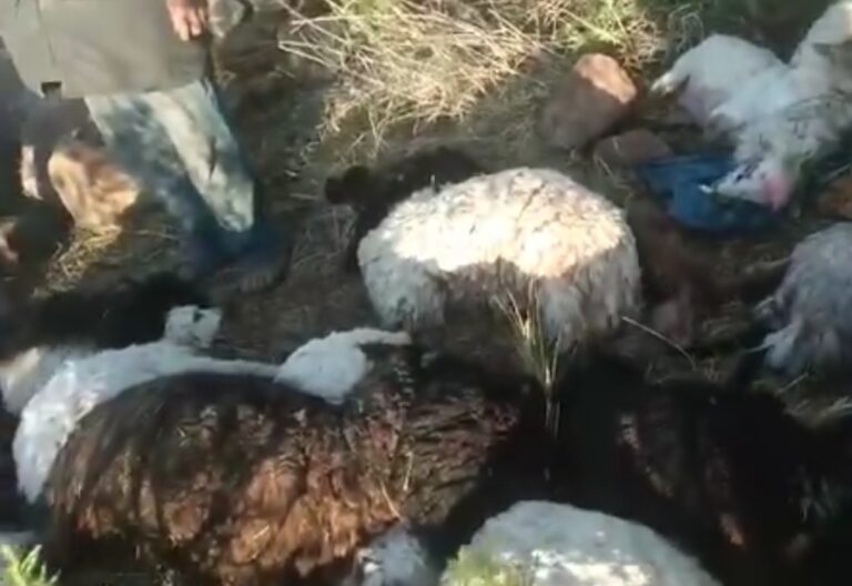 Un rayo mata a un niño de 14 años mientras pasteaba Un rayo mata a un niño de 14 años mientras pasteaba