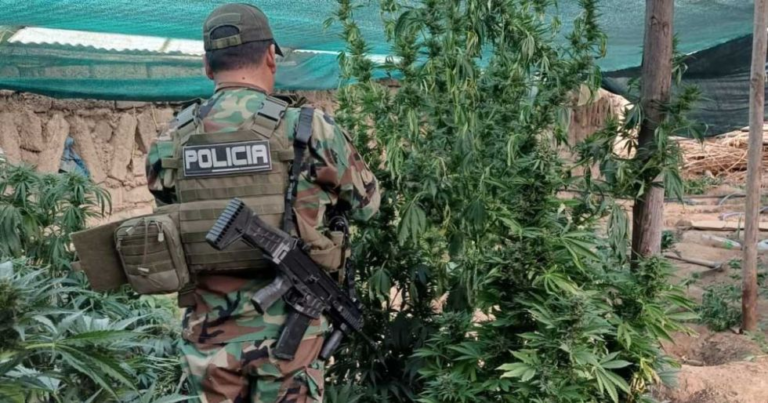 Llallagua: Cultivos de marihuana usaban sistemas de riego estatal impulsados por Evo Llallagua: Cultivos de marihuana usaban sistemas de riego estatal impulsados por Evo