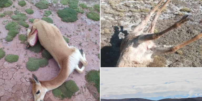 MÁS DE 100 VICUÑAS ASESINADAS POR CAZADORES FURTIVOS EN ORURO Y POTOSÍ