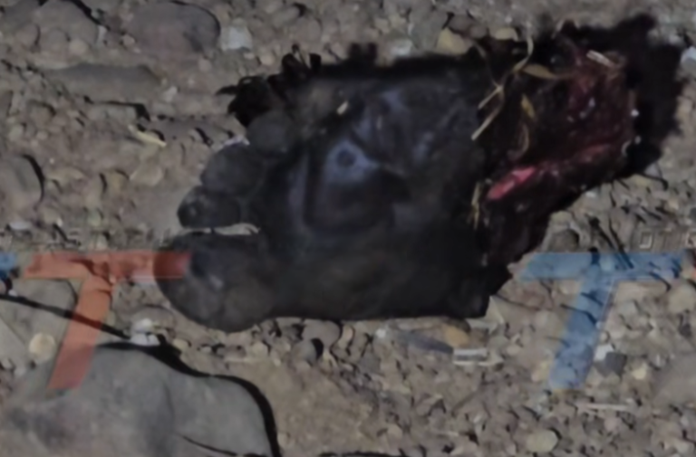PERRO ENCUENTRA PIE HUMANO Y VECINOS DE MONTE MÉNDEZ SE MOVILIZAN PERRO ENCUENTRA PIE HUMANO Y VECINOS DE MONTE MÉNDEZ SE MOVILIZAN