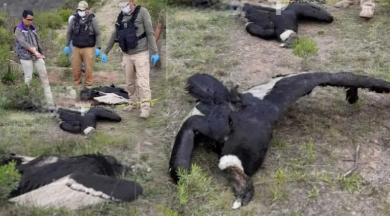 Hallan cuatro cóndores y un can muertos en Morochata; sospechan de envenenamiento